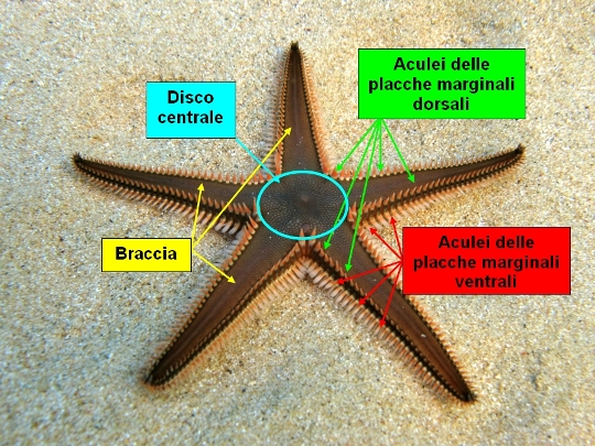 Guida allidentificazione del genere Astropecten